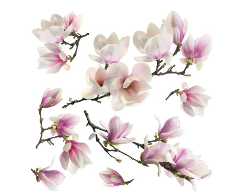 Plusieurs fleurs de magnolia sur des branches