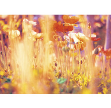 Feld mit Mohnblumen im Gegenlicht
