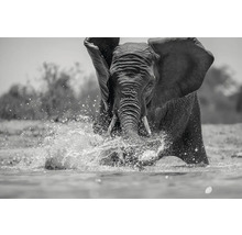 Decopanel Elephant in Lake 136x98 cm