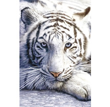 Decopanel White Tiger 61x91 cm