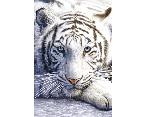 Panneau décoratif White Tiger 61x91 cm