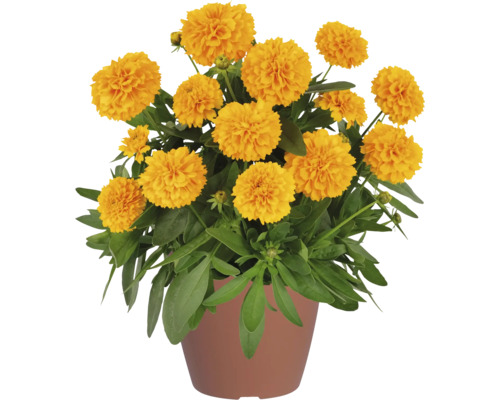 Mädchenauge FloraSelf Coreopsis grandiflora 'Solanna Golden Sphere' Ø 12 cm Topf Mädchenauge FloraSelf Coreopsis grandiflora 'Solanna Golden Sphere' Ø 12 cm Topf