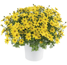Bidens-Pflanze in einem Topf