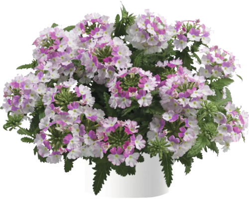 Verveine FloraSelf Verbena Vanessa ™ Serie 'Compact Bicolour Rose' pot Ø 12 cm