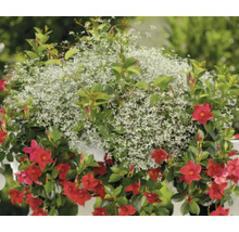 Suspension fleurie avec mandevilla et euphorbe