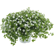 Blütenpolster mit weißen Blüten im Topf