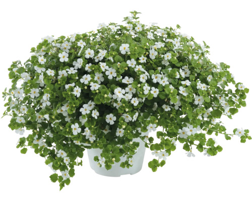 Coussin de fleurs avec des fleurs blanches en pot