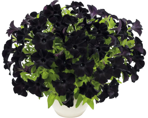 Pétunia noir FloraSelf Petunia 'Black Ray' pot Ø 12 cm