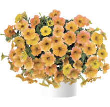 Calibrachoa orange dans un pot blanc