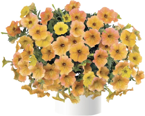 Calibrachoa orange dans un pot blanc