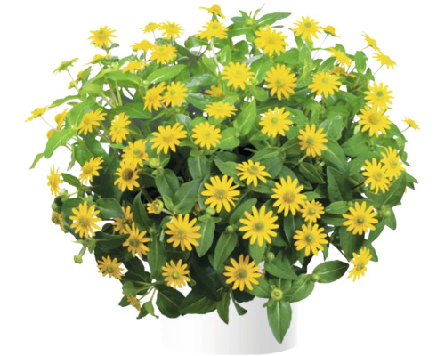 Plante Souci d''or en pot