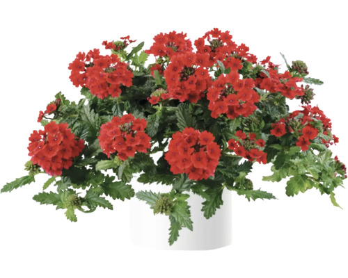 Verbene, Eisenkraut FloraSelf Verbena Vanessa ™ Serie 'Compact Red' Ø 12 cm Topf