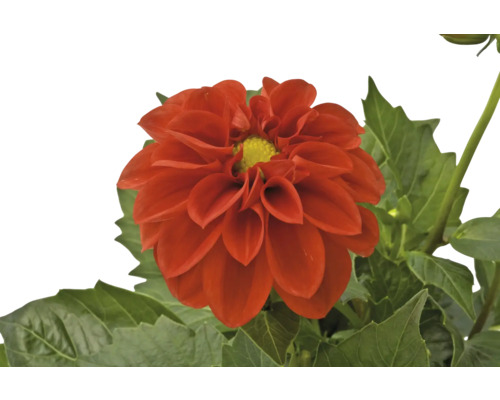 Gros plan sur un seul dahlia rouge avec des feuilles vertes