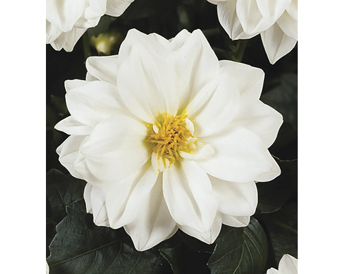 Gros plan d''une fleur de dahlia blanche avec un centre jaune