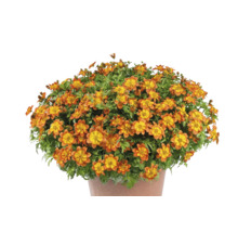 Bidens-Pflanze mit orangefarbenen und gelben Blüten im Topf