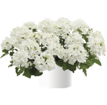 Verveine à fleurs blanches en pot
