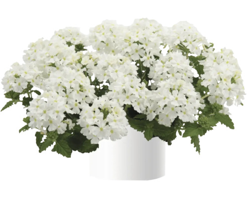 Verveine FloraSelf Verbena Vanessa ™ Serie 'Compact White' pot Ø 12 cm