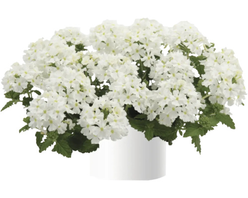 Verbene, Eisenkraut FloraSelf Verbena Vanessa ™ Serie 'Compact White' Ø 12 cm Topf Verbene mit weißen Blüten im Topf