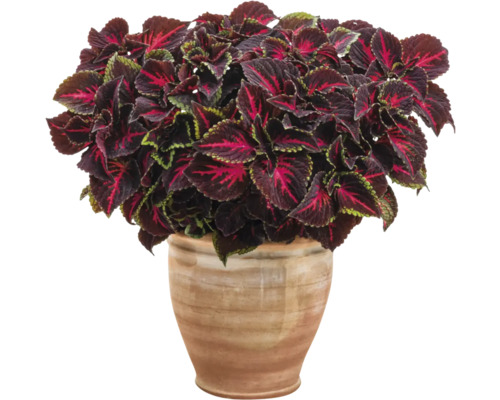 Plectranthe fausse-scutellaire FloraSelf Coleus 'Torchlight' pot Ø 12 cm, feuillage décoratif