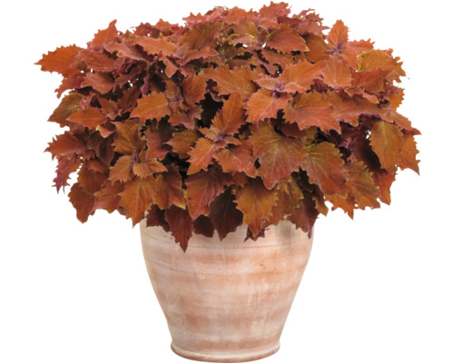 Plectranthe fausse-scutellaire FloraSelf Coleus 'Wicket Hot' pot Ø 12 cm, feuillage décoratif