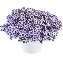 Million Bells Blume in einem Topf