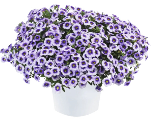 Mini-pétunia FloraSelf Calibrachoa 'Eyeconic Purple' pot Ø 12 cm
