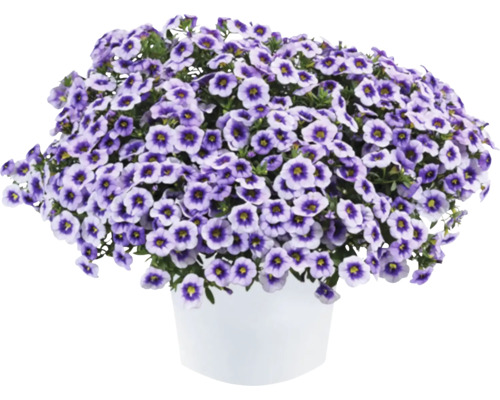 Zauberglöckchen, Minipetunie FloraSelf Calibrachoa 'Eyeconic Purple' Ø 12 cm Topf Million Bells Blume in einem Topf