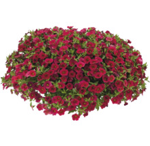 Mini-pétunia FloraSelf Calibrachoa 'Lia Dark Red' pot Ø 12 cm