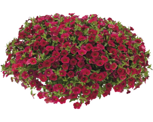 Plante de calibrachoa avec fleurs rouges