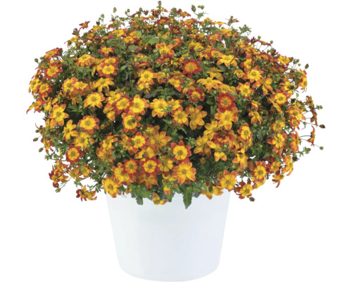 Bidens 'Caribbean Fire'/ 'Blazing Star' FloraSelf pot Ø 12 cm