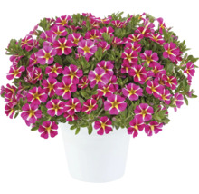 Mini-pétunia FloraSelf Calibrachoa Colibri-Serie 'Pink Bling' pot Ø 12 cm