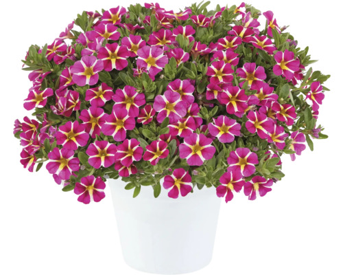 Mini-pétunia FloraSelf Calibrachoa Colibri-Serie 'Pink Bling' pot Ø 12 cm