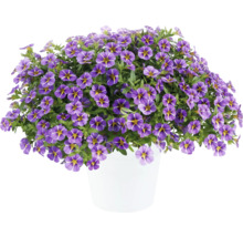 Million Bells Pflanze mit violetten Blüten in einem Topf