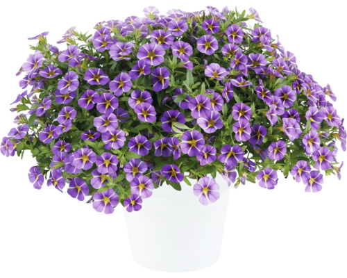 Mini-pétunia FloraSelf Calibrachoa Colibri-Serie 'Purple Bling' pot Ø 12 cm