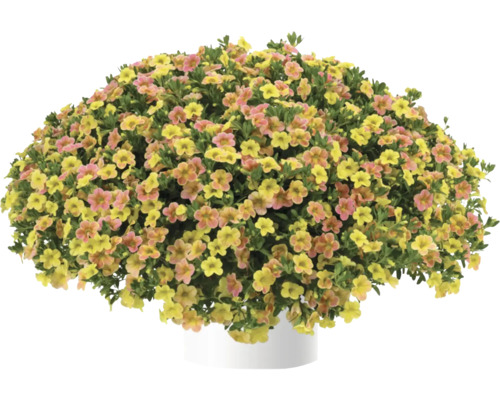Zauberglöckchen, Minipetunie FloraSelf Calibrachoa 'Ombre Yellow' Ø 12 cm Topf Blühende Zauberglöckchen Pflanze im Topf