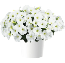 Pétunia FloraSelf Petunia CAPELLA™ Serie 'White Impr.' pot Ø 12 cm