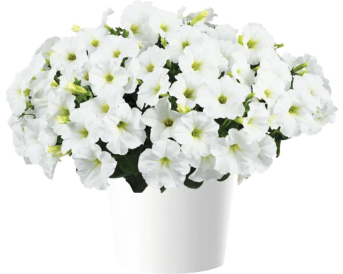Pétunia FloraSelf Petunia CAPELLA™ Serie 'White Impr.' pot Ø 12 cm