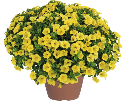 Mini-pétunia FloraSelf Calibrachoa Colibri-Serie 'Yellow Canary' pot Ø 12 cm