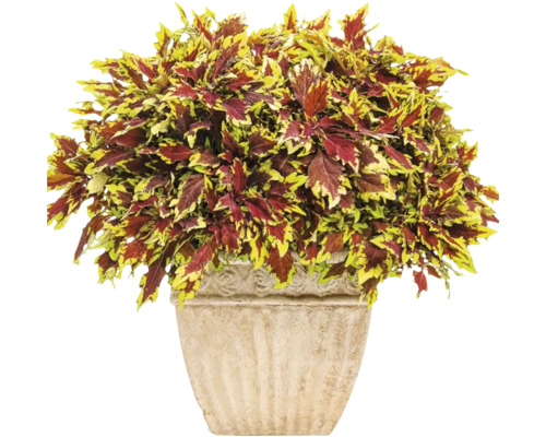 Buntnessel in einem Topf