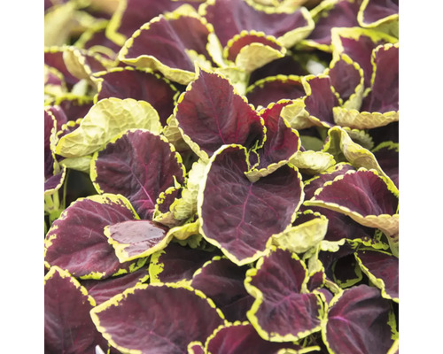 Plectranthe fausse-scutellaire FloraSelf Coleus 'Cocoa Mint' pot Ø 12 cm, feuillage décoratif