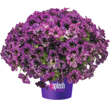 Pétunia FloraSelf Petunia Splash Dance™ Serie 'Magenta Mambo' pot Ø 12 cm