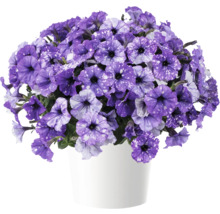 Pétunia FloraSelf Petunia Splash Dance™ Serie 'Moon Walk' pot Ø 12 cm