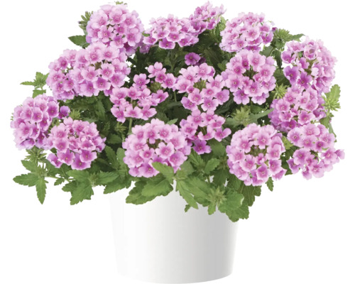 Verveine FloraSelf Verbena Vanessa ™ Serie 'Compact Rosa' pot Ø 12 cm