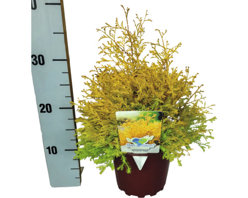 Gelbe Scheinzypresse in einem Topf mit Größenangabe