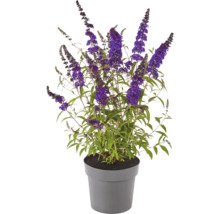 Arbre aux papillons en pot