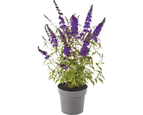 Arbre aux papillons en pot