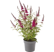 Buddleja en pot