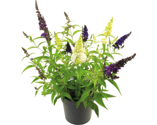 Schmetterlingsstrauch in einem Topf