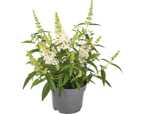 Arbre aux papillons en pot