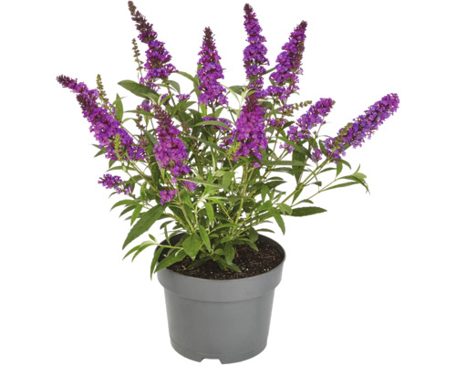 Arbre aux papillons en pot